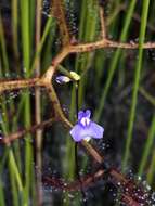 Image of Utricularia biloba R. Br.