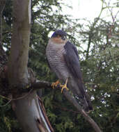 Image of Eurasian Sparrowhawk