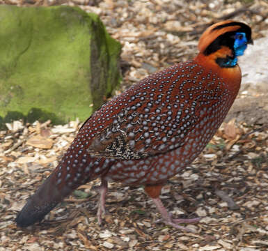 Image of Tragopan Cuvier 1829