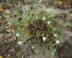 Image de Artemisia longifolia Nutt.