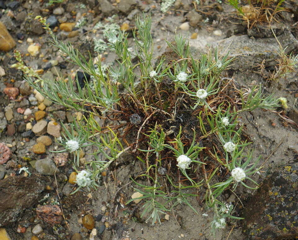 Image de Artemisia longifolia Nutt.