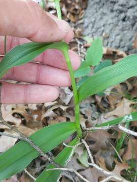 Image de Tradescantia edwardsiana Tharp