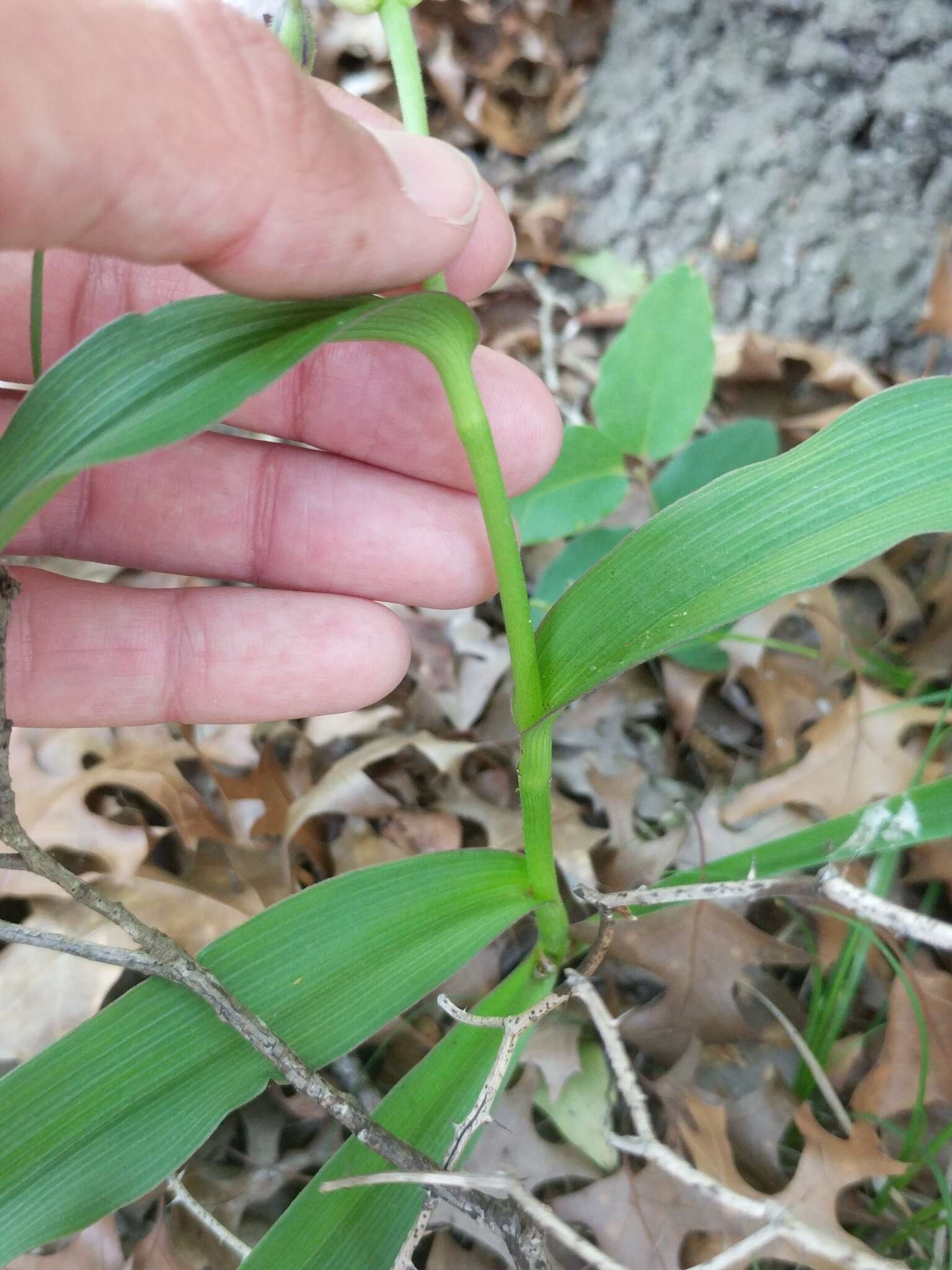 Image of Plateau Spiderwort