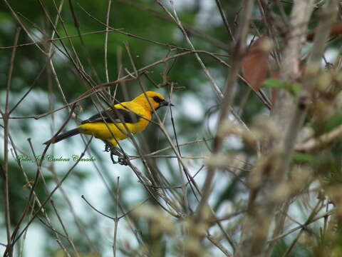 Imagem de Icterus nigrogularis nigrogularis (Hahn 1819)