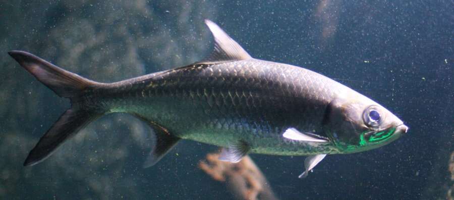 Image of Indo-Pacific Tarpon