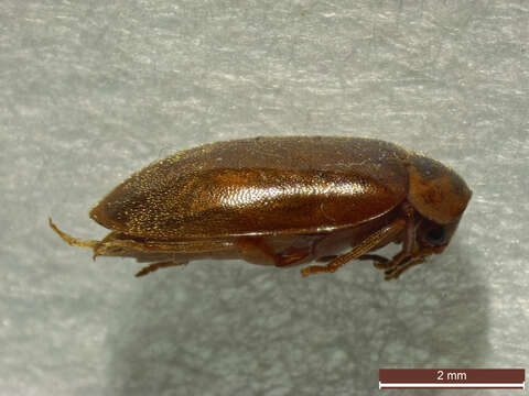 Image of Microcara testacea (Linnaeus 1767)