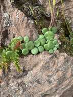 Image of Peperomia polycephala Trel.