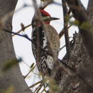 Image of Red-naped Sapsucker