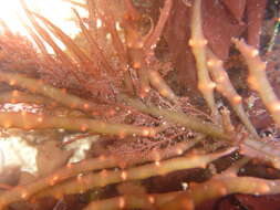 Image of Sea Noodles