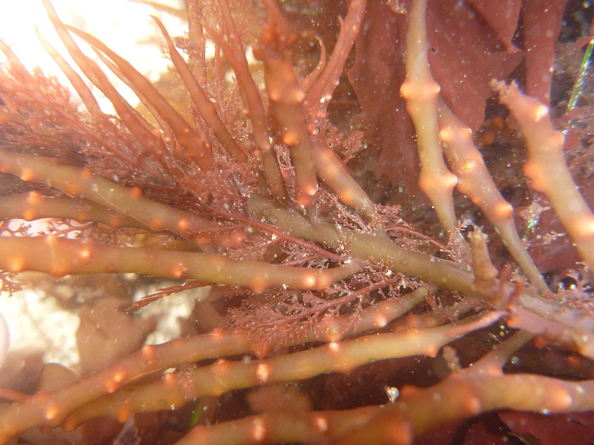 Image of Sea Noodles