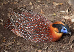 Imagem de Tragopan Cuvier 1829