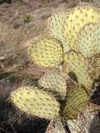 Image of Dollar-joint Prickly-pear