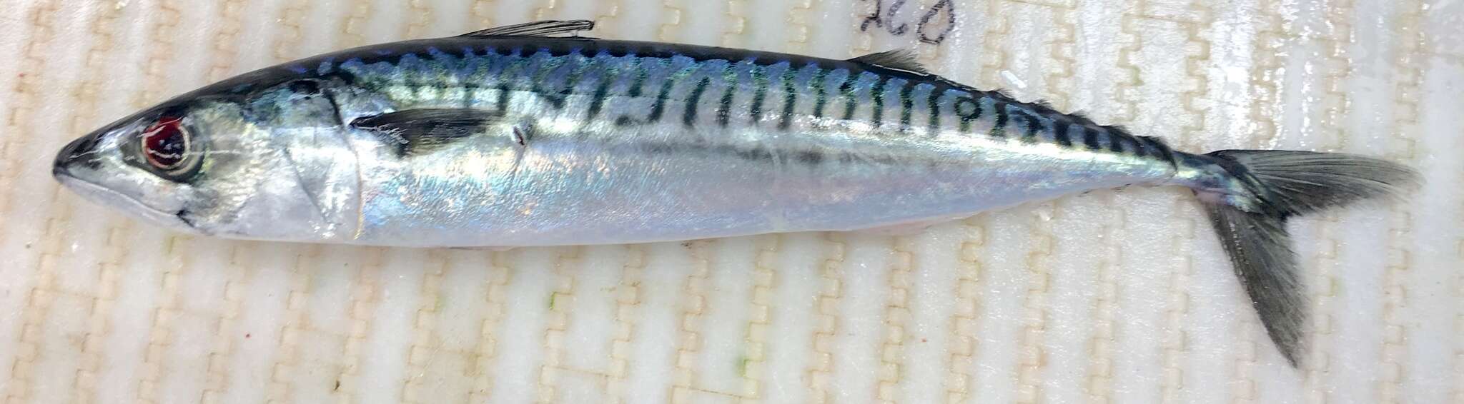 Image of Atlantic Mackerel