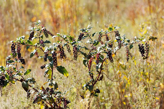 Image of American Nightshade