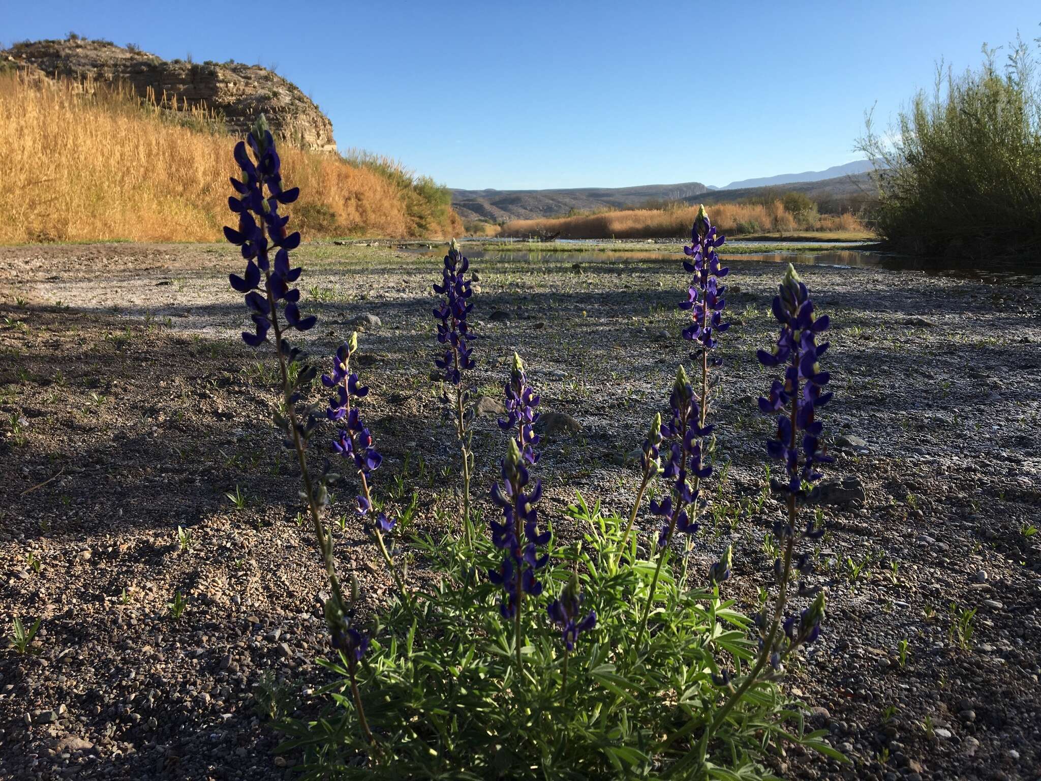 Imagem de Lupinus havardii S. Watson