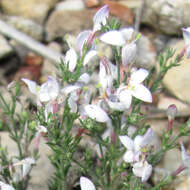 Sivun Houstonia acerosa (A. Gray) Benth. & Hook. fil. kuva