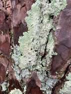 Image of Texan canoparmelia lichen