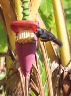 Image of Puerto Rican Oriole