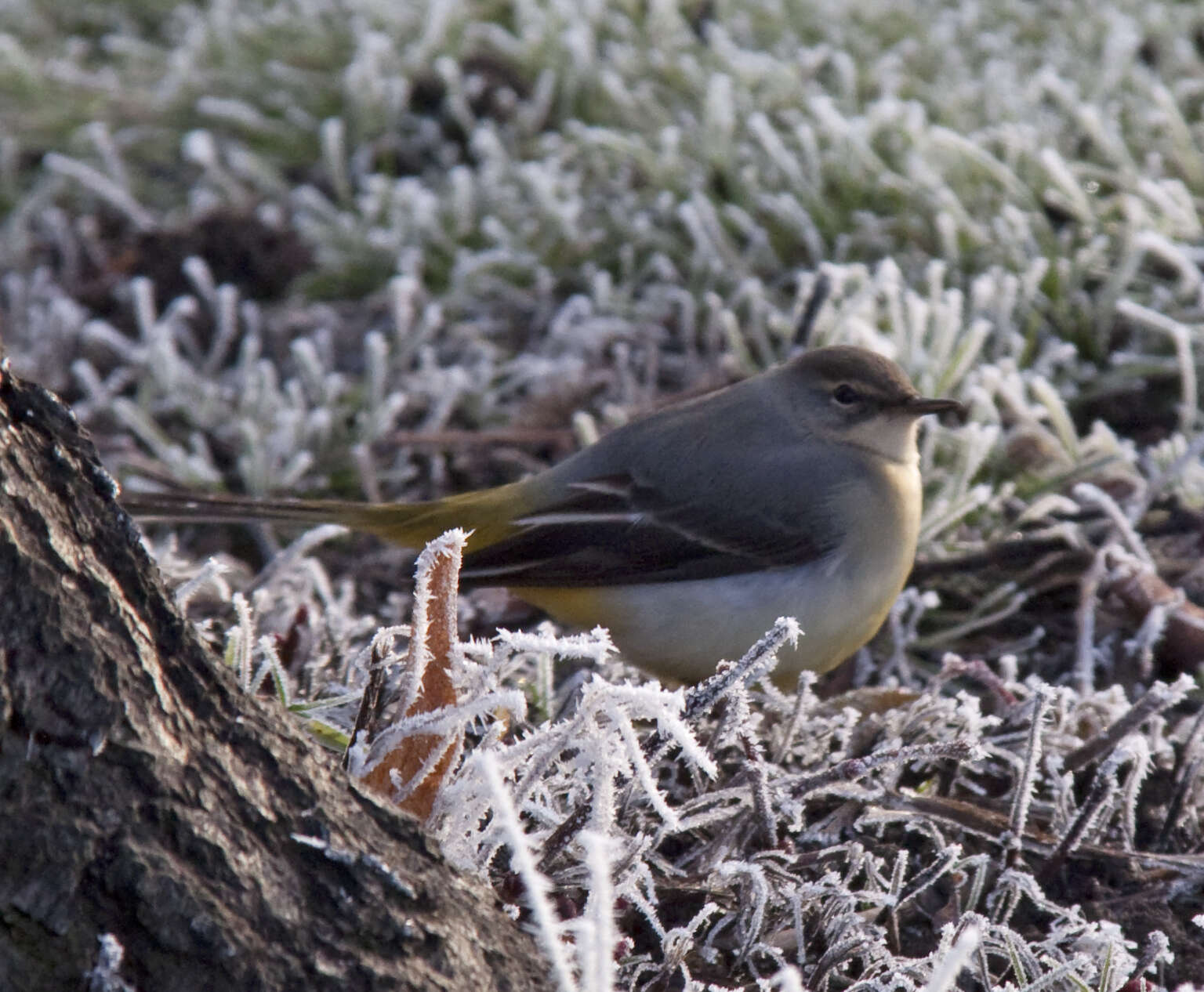 Image of Grey Wagtail