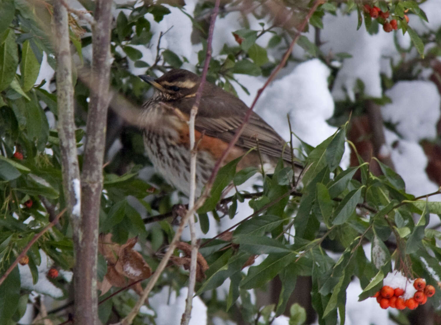 Image of Redwing