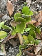 Image of Hoya australis subsp. australis