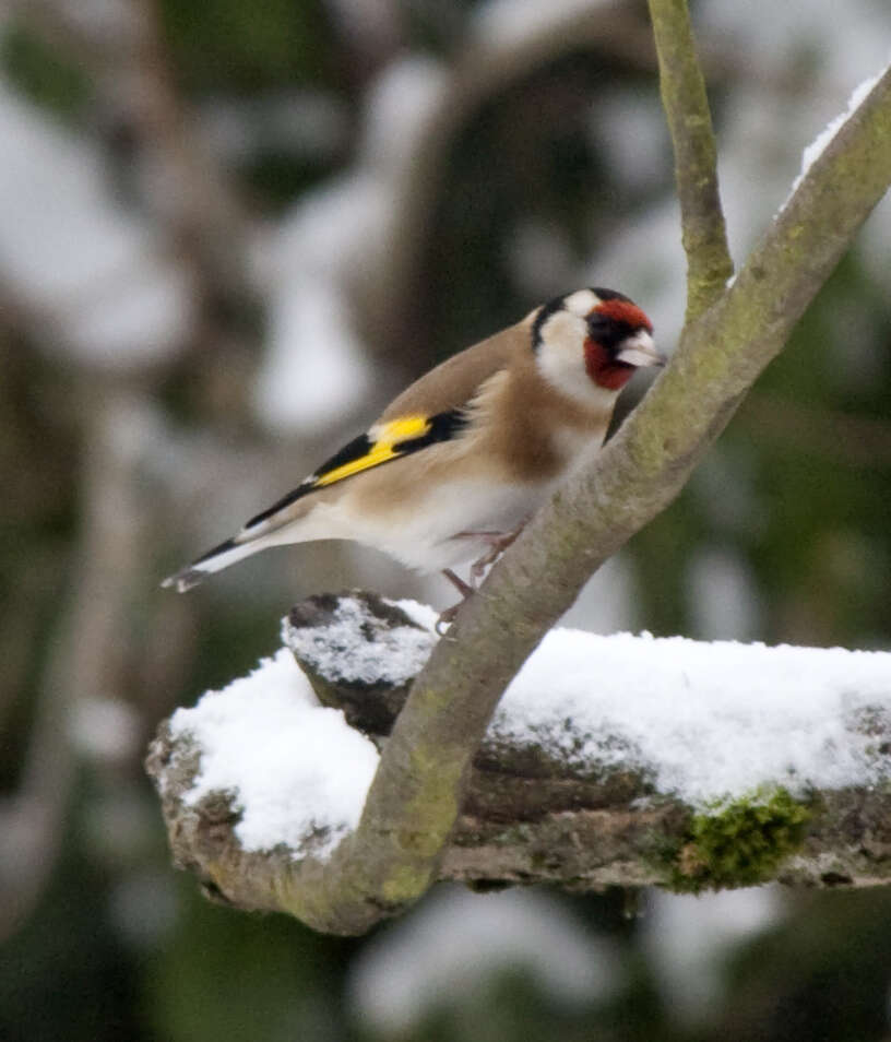 Image of European Goldfinch