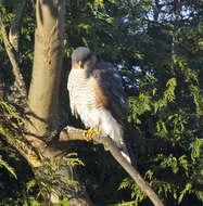 Image of Eurasian Sparrowhawk