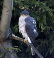 Image of Eurasian Sparrowhawk