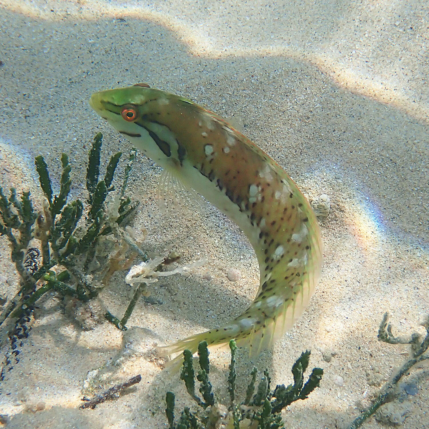 Image of Novaculoides