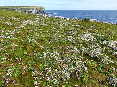 Image of Gentianella cerina (Hook. fil.) T. N. Ho & S. W. Liu