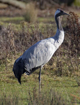 Image of Common Crane