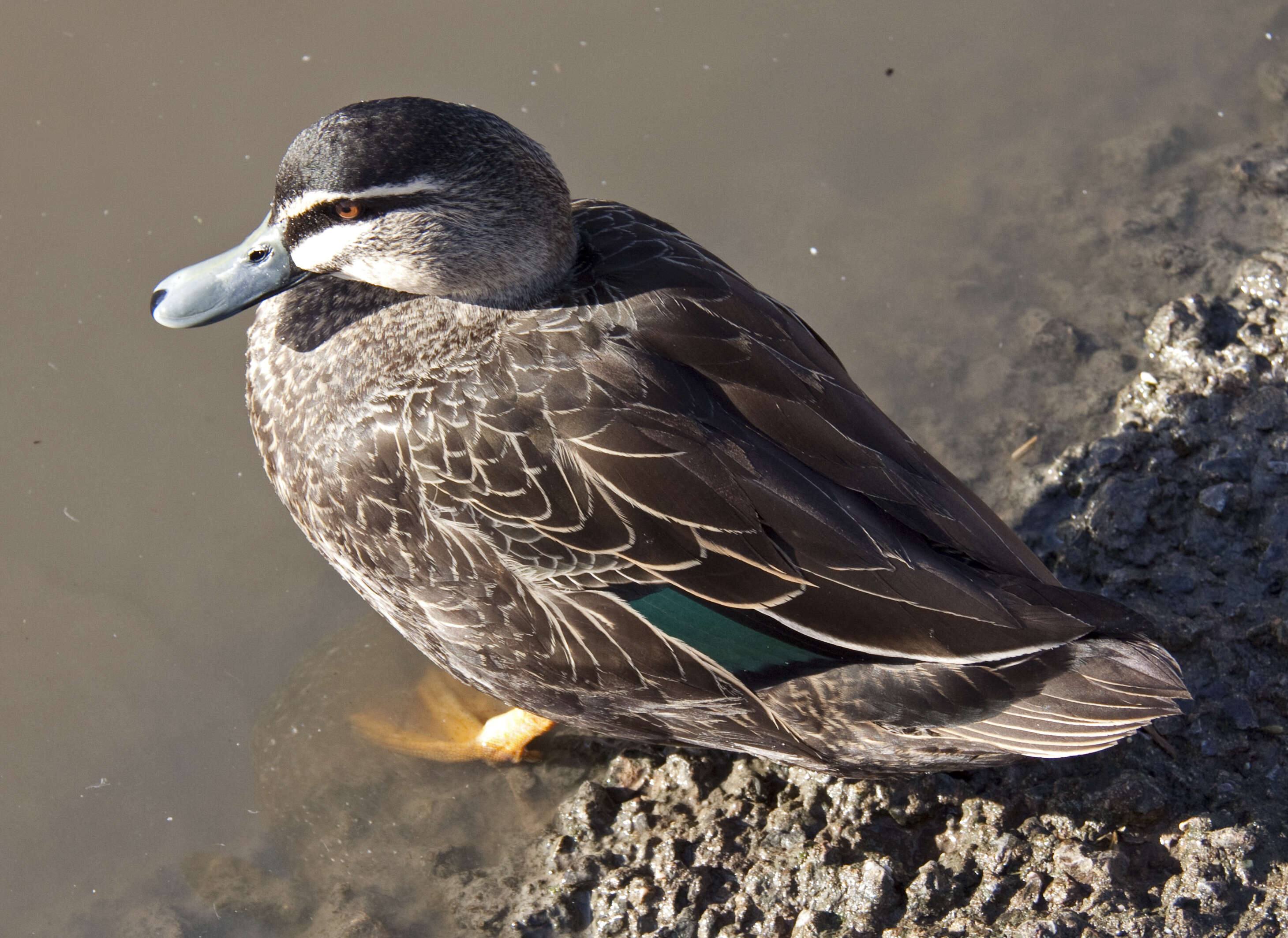 Image of Grey Duck