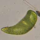 Imagem de Euglena ehrenbergii Klebs 1883