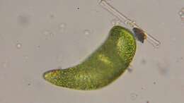 Image de Euglena ehrenbergii Klebs 1883