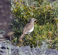 Image of Berthelot's Pipit