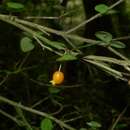Image of Neomyrtus pedunculata (Hook. fil.) Allan