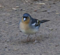 Image of La Palma Chaffinch