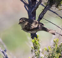 Image of Canary Islands Chiffchaff