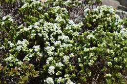 Image of Veronica hookeri (Buchanan) Garn.-Jones