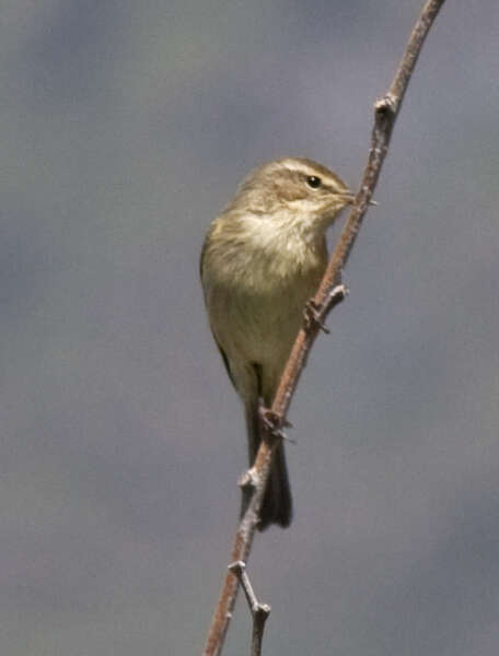 Image of Canary Islands Chiffchaff