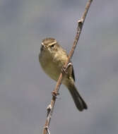 Image of Canary Islands Chiffchaff