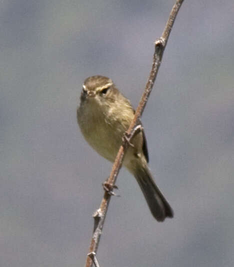 Image of Canary Islands Chiffchaff