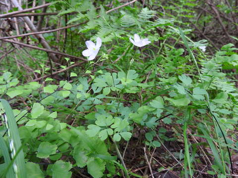 Image of western false rue anemone