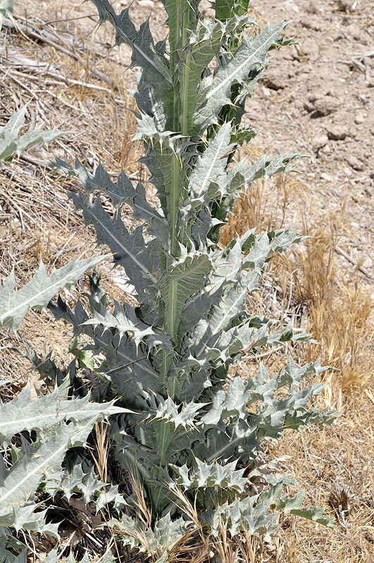 Image of Moor's Cotton Thistle