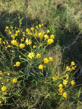 Image of <i>Senecio heterotrichius</i>