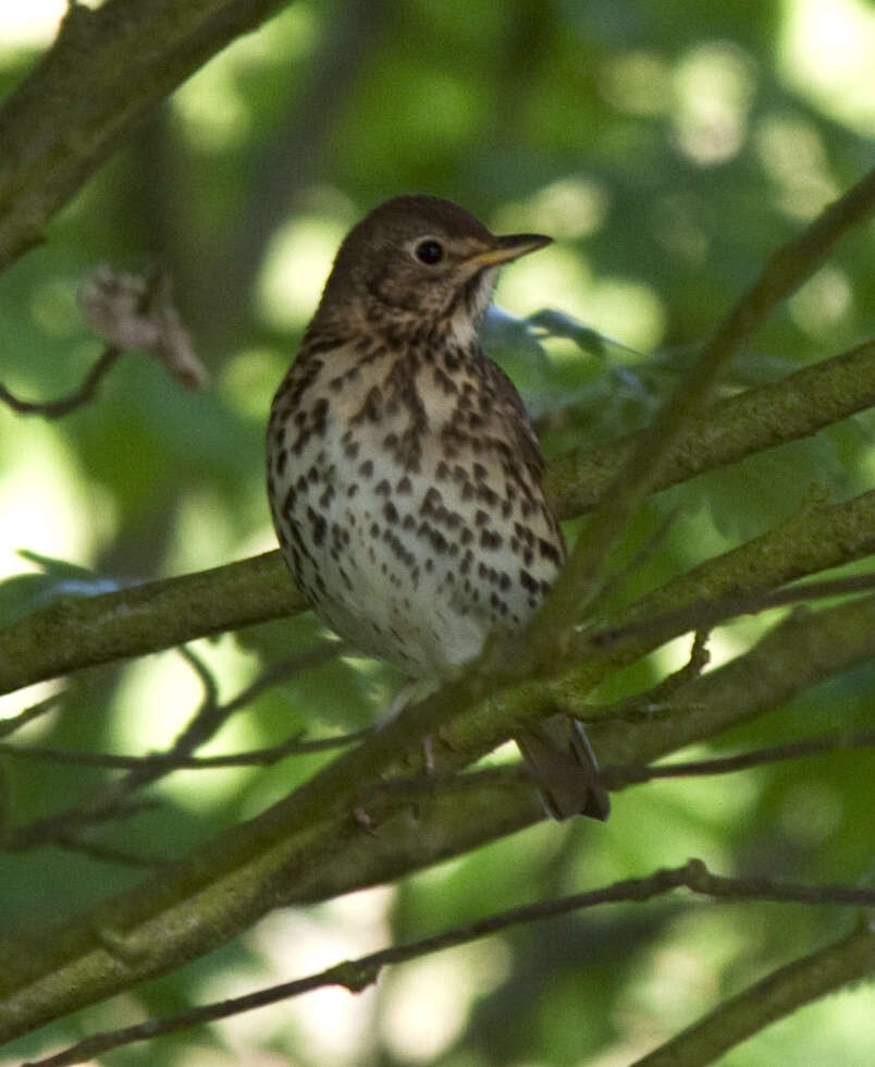 Image of Song Thrush