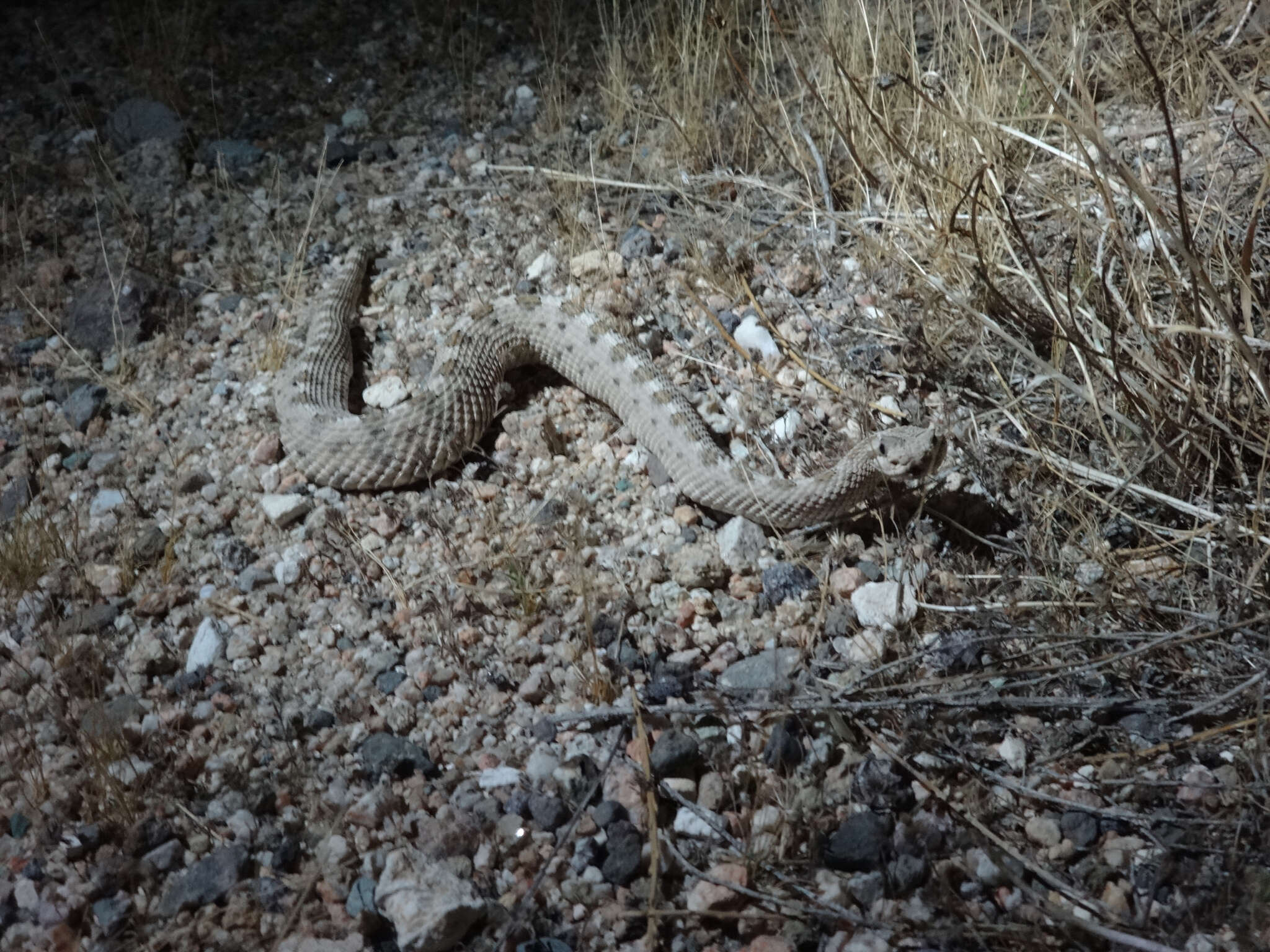 Image of Sidewinder Rattlesnake