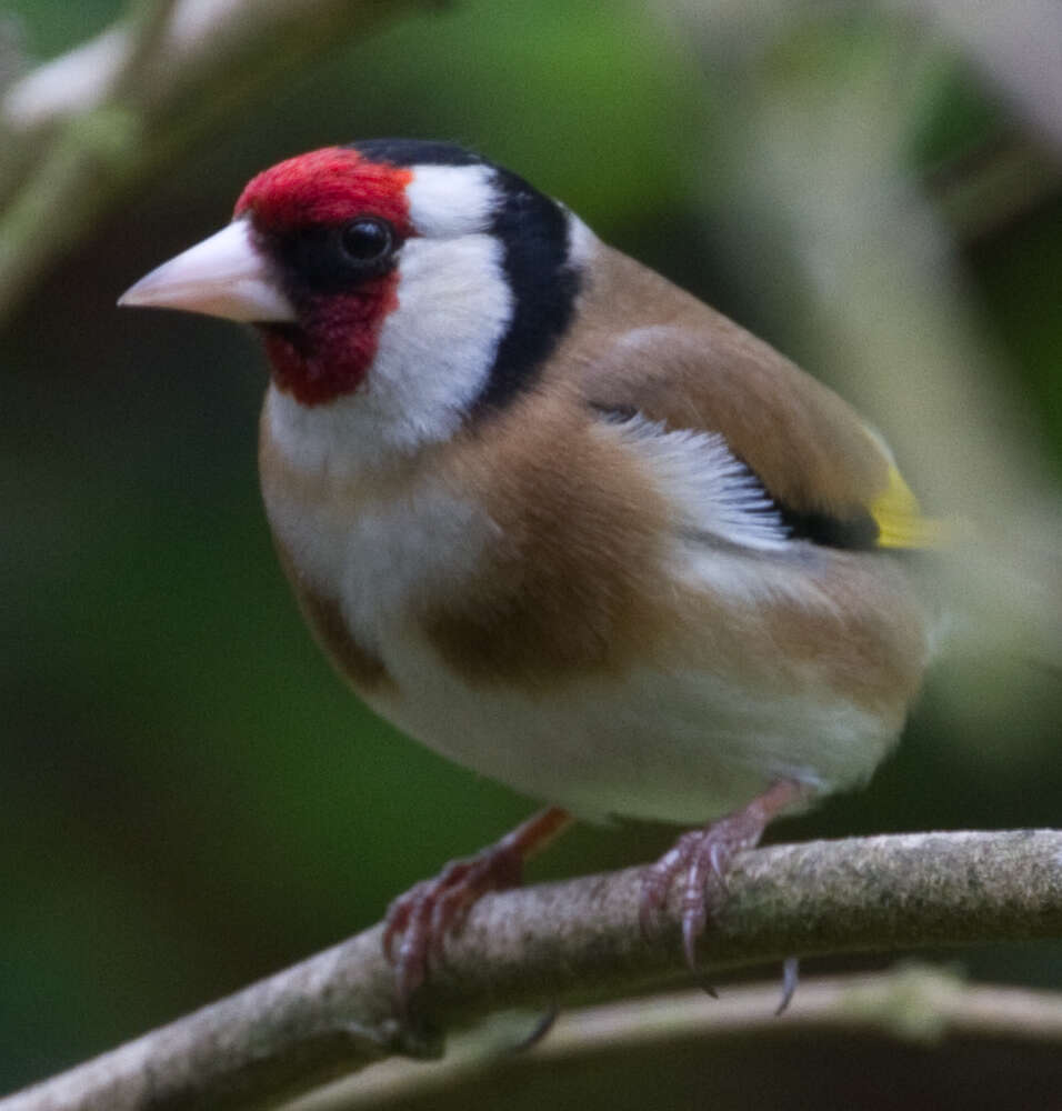 Image of European Goldfinch