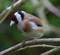 Image of European Goldfinch