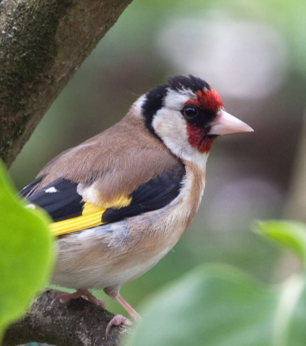 Image of European Goldfinch